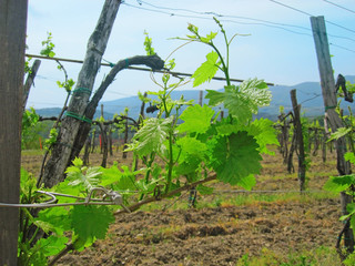 Fototapeta na wymiar Vineyard in spring, Slovenia