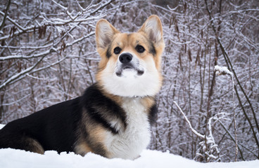 Welsh Corgi on a walk in the winter forest
