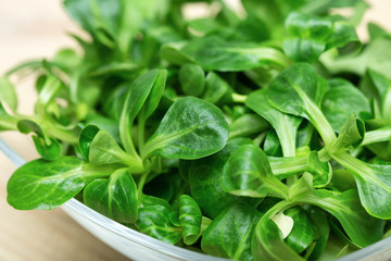 Fresh green spinach Selective focus