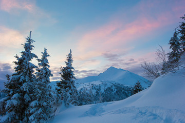 Fototapeta na wymiar winter forest and mountains Carpathians
