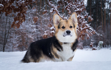 Welsh Corgi on a walk in the winter forest