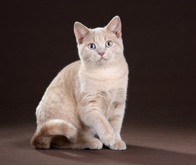 Beautiful young cat on a brown background