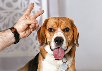 beagle closeup close hand man showing two fingers