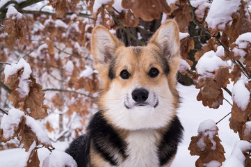 Welsh Corgi on a walk in the winter forest