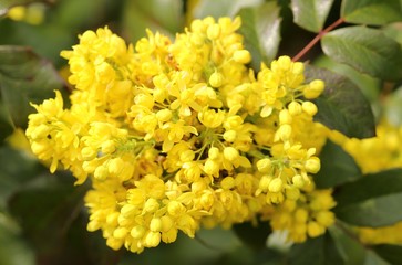 Mahonia aquifolium.