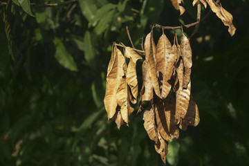 Rotten dead leaves and branch of mango tree affected by disease