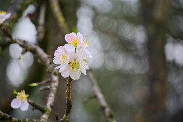 Arbre en fleurs