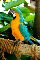 앵무새 (Psittaciformes)