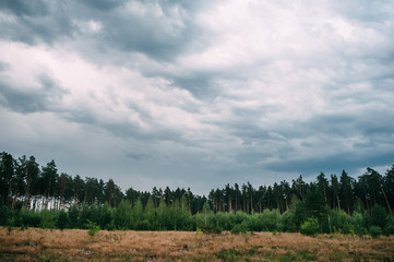 Obraz premium field with trees