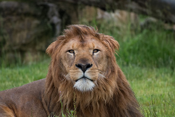 Lion en gros plan sous la pluie