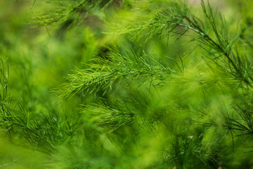 Fototapeta premium green bushes in the spring,green spruce branch, spring concept, nature concept, nature in spring