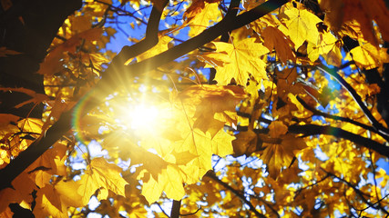 Closeup view of autumn yellow leaves blowing on the wind, the sun is shining through dense branches in the park, perfect for film, background, documentary.