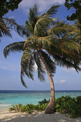 Palm tree on the beach of tropical paradise