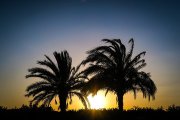 Fototapeta na wymiar Sunset Between Palm Trees