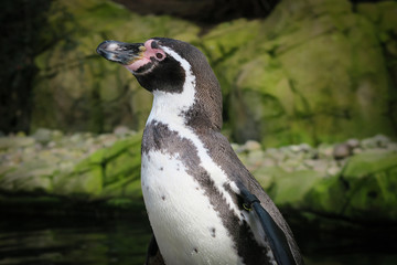Penguin At Twycross Zoo