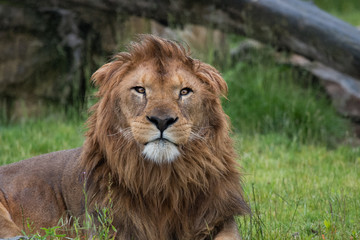 Lion en gros plan sous la pluie