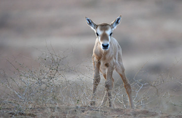 Arabische Oryx 