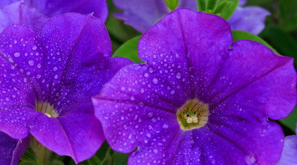 Closeup of beautiful purple Petunia.