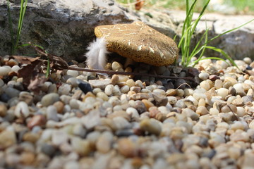Feather and mushroom