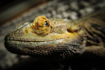 Puff The Bearded Dragon 1