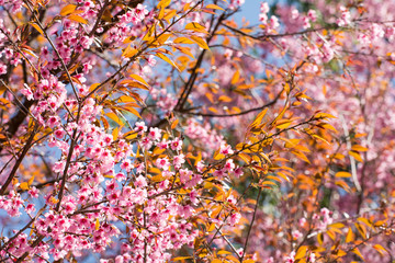 SAKURA , Amazing pink flowers (sky background)