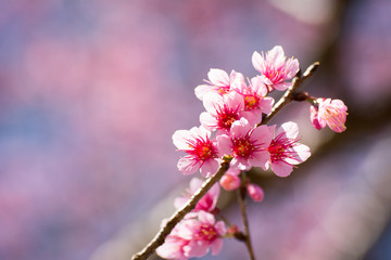 SAKURA , Amazing pink flowers (sky background)
