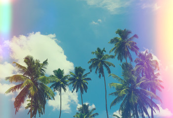 Obraz premium Tropical palm trees at sunny summer day, vintage film stylized with film light leaks
