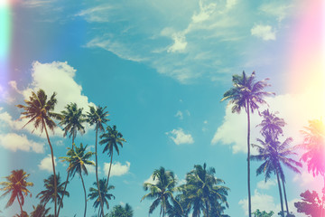 Tropical palm trees at sunny summer day, vintage film stylized with film light leaks