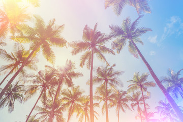 Fototapeta na wymiar Exotic tropical palm trees at summer, vintage film light leak stylized and color toned