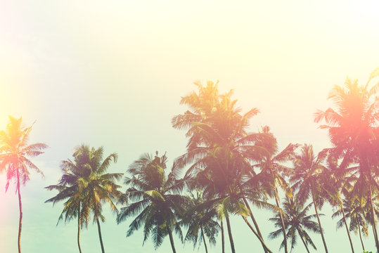 Tropical palm trees at sunny summer day, vintage stylized with retro film light leaks