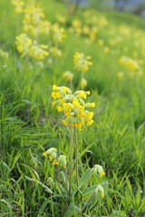 Primula veris