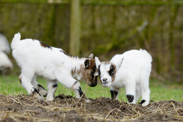 Naklejka na ściany i meble white goat kids standing on pasture