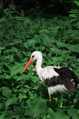Fototapeta premium stork
