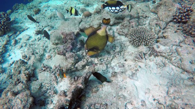 viele Fisch suchen zwischen den Korallen nach Futter