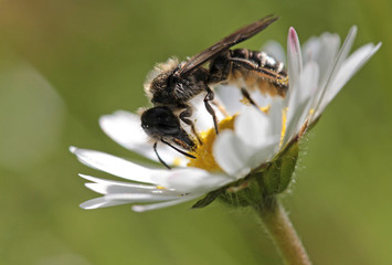 Little bee on daisy