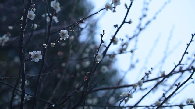 梅の花と雪が降る日本の風景。