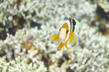 Fototapeta na wymiar Nemo Fish