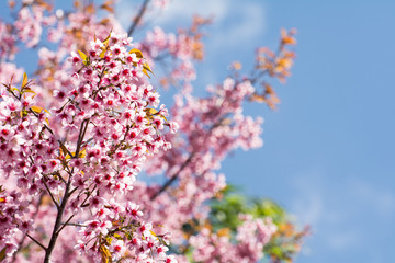 SAKURA , Amazing pink flowers (sky background)