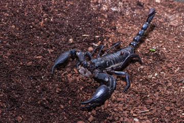 The Black Scorpion