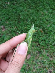 Green bush cricket or long-horned grasshopper on human hand and green grass background