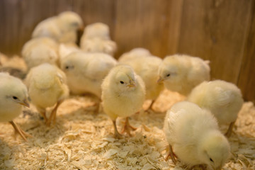 chicken on the white background