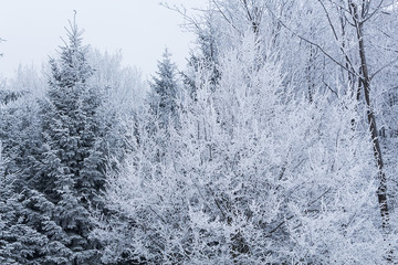 snowy trees