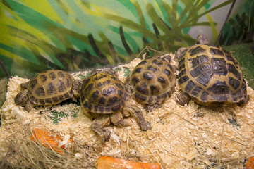 Turtle on the white background