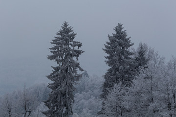 Winter trees in mountains covered with fresh snow