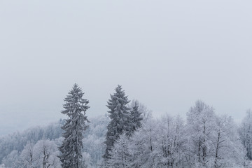 Foggy winter landscape