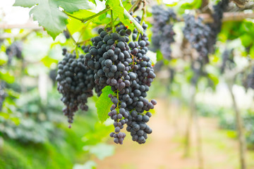 red grape on farm