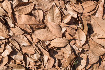dry leaves background