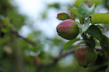 apple, fruit, apple tree, food, tree, branch, garden, leaves,  green, color,   plant, botany,  autumn, smell, sweet,  juicy, ripe, 