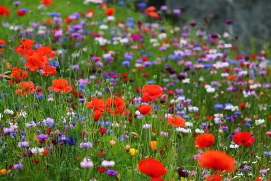 Fototapeta Red poppies and white, purple, orange and blue  cornflowers on the  meadow.