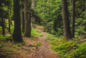 footpath into the forest in a rainy day Alps Italy - outdoor activity into the wild